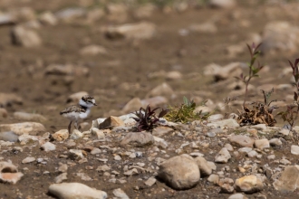 Little ringed plover chick