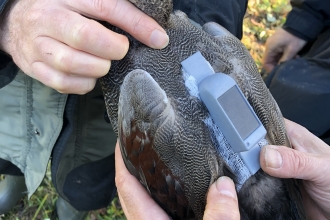 Male gadwall at Rye Meads with GPS tag