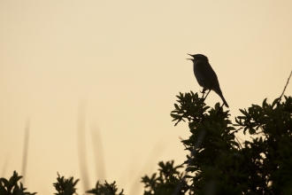A bird at dawn