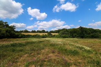 Frogmore Meadows