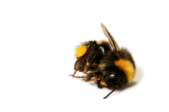 Dead bumble bee