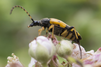 Black and yellow longhorn beetle