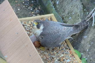 Peregrine Chick St Albans Barry Trevis