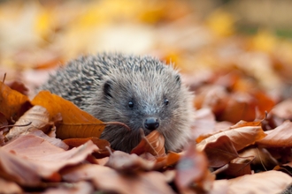 Autumn hedgehog amongst the leaf litter
