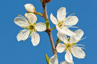 The tip of a blackthorn branch is filled with spring flowers and at the very top is a ladybird