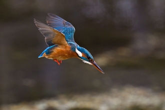 Kingfisher in flight, just as it begins a dive to catch some prey