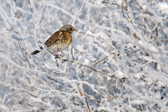 Fieldfare sitting on top of a snowy branch on the backdrop of a snowy shrub in the background