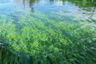 Image of a chalk streams clear waters and the vegetation seen clearly beneath it