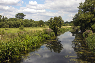 A river scene with trees to the right and wetland habitat to the left
