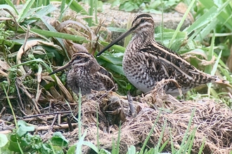 Two birds - one Jack Snipe and one Common Snipe - pictured next to each other in green undergrowth