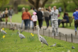 Large grey birds in foreground in a park with people walking past