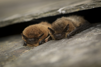 Common Pipistrelle bats