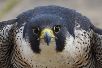 Female Peregrine Falcon 