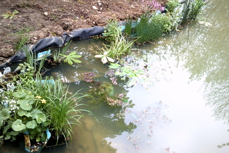 Newly dug pond with water plants placed in before planting