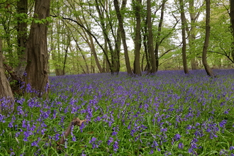 Bluebells at Astonbury Wood