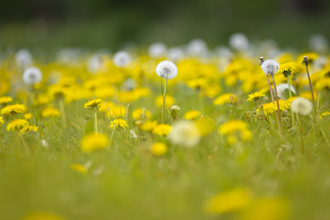 Close up photo of lots of round, yellow Dandelions growing in a lawn. In the foreground you can see the space in between each one but as you look further back all you can see is a yellow blur.