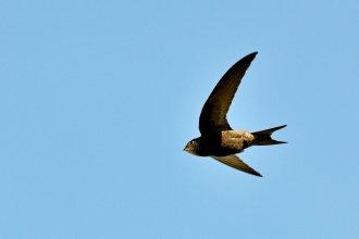 Swift in the air