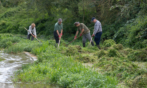 Volunteers raking watercress
