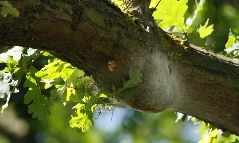 Oak processionary moth nest (c) Forestry Commission