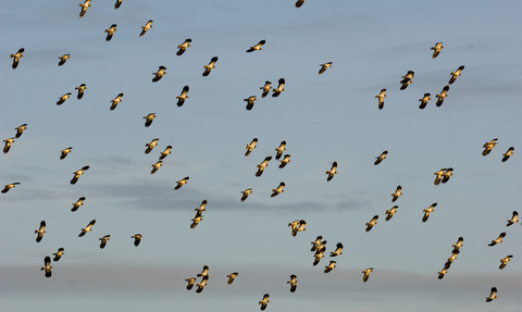 A flock of lapwing flying in the air