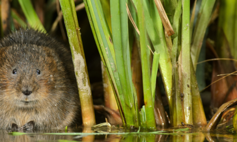 Water vole in the reeds