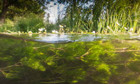 Image of a River with camera half submerged and water crowfoot visible in the foreground to the vegetation above the water line