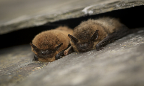 Two small brown bats sheltered under roof tiles