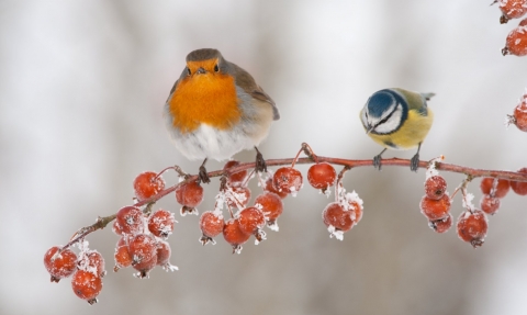 Robin and bluetit in the snow
