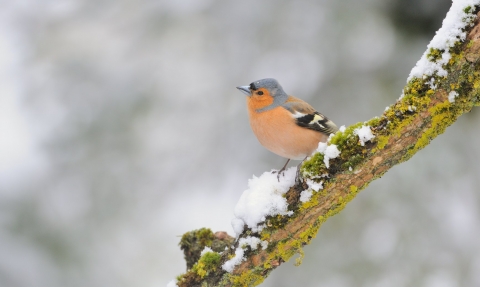 Chaffinch on a snow covered branch