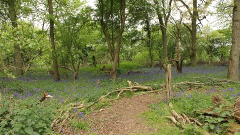 Hawkins Wood Nature Reserve 