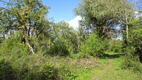 Uxbridge Alderglade Nature Reserve