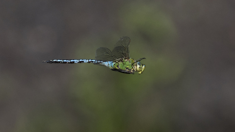 An emperor dragonfly in flight, with an apple-green thorax and dazzling blue abdomen