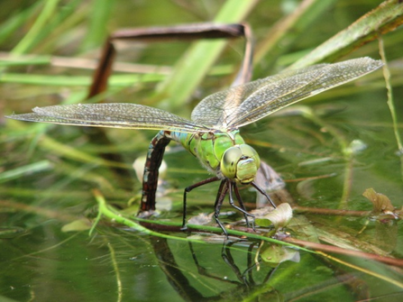 Emperor dragonfly 