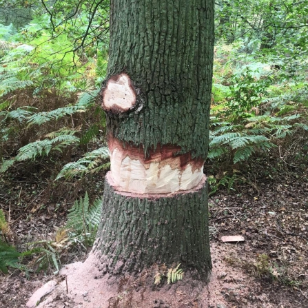 Ringbarked tree at Fir & Pond Woods