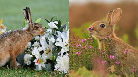 Hare and rabbit juxtaposed