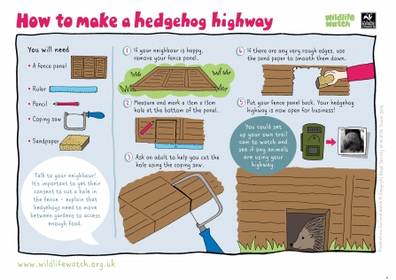 Make a hedgehog highway