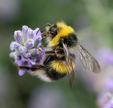 White-tailed bumblebee on lavender flower