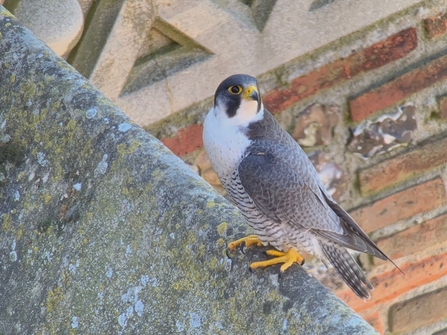 Male Peregrine cc Barry Trevis