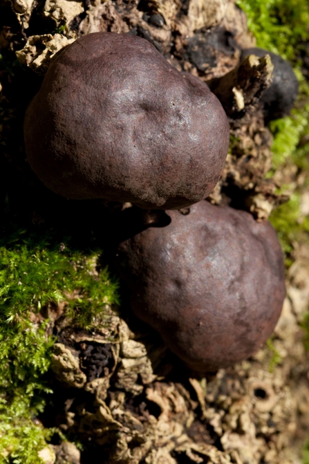 King Alfred cakes are a hard mushroom usually looking like a dark stone protruding from rotting or diseased wood