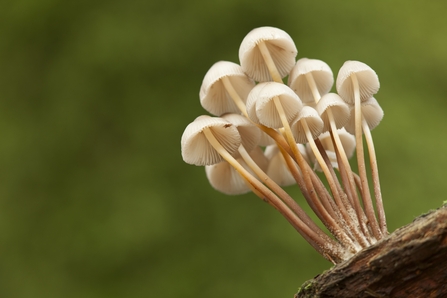Oak bonnet fungi growing out of oak wood in a group