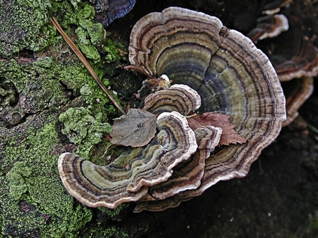 Turkey Tails, a bracket fungi protruding out of wood with concentric rings starting in white at the margin and varying from dark brown, red, green and blue as you get closer to the centre