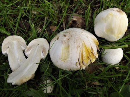 White field mushroom looking a lot like common supermarket mushrooms with yellow bruising on the cap