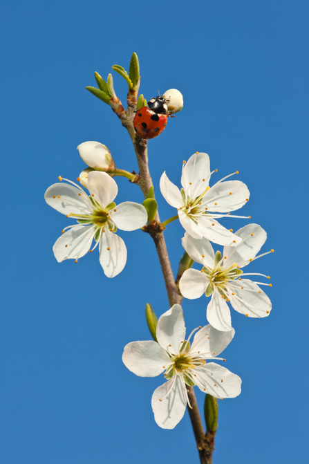 The tip of a blackthorn branch is filled with spring flowers and at the very top is a ladybird