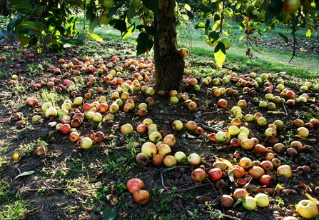The bottom of an apple tree where many windfall apples are scattered across the ground