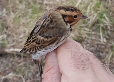 Small brown, black and white bird perched on person's hand surrounded by grassland and trees