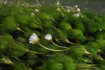 Underwater green plant with small white flowers