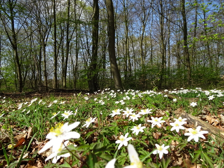 Small white flowers with yellow centres on the ground with tall trees and a blue sky behind