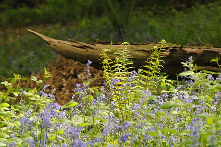 Bluebells and fern at ground level in front of a fallen log in woodland