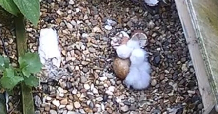 Trhee small white fluffy Peregrine chicks with broken eggs in a nesting box