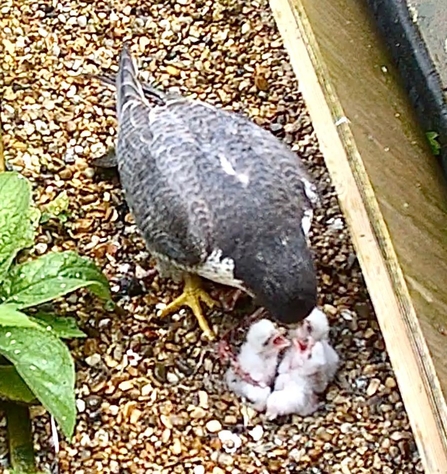 Three small white Peregrine Falcon chicks receiving food from parent